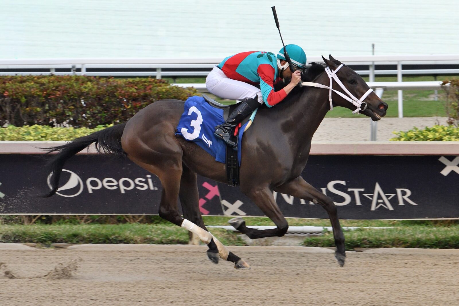 Ship to Shore by, Sea Wizard wins The Limehouse Stakes at Gulfstream Park by 8 lengths. Photo credit: Lauren King