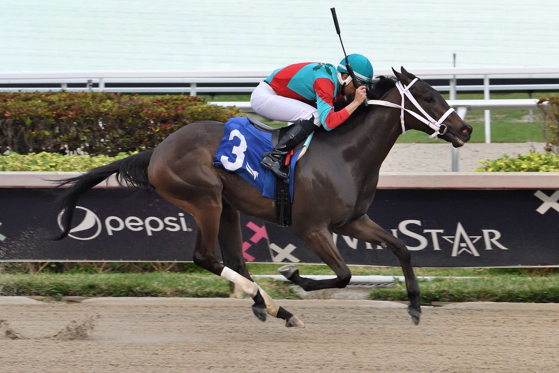 Ship to Shore by, Sea Wizard wins The Limehouse Stakes at Gulfstream Park by 8 lengths. Photo credit: Lauren King